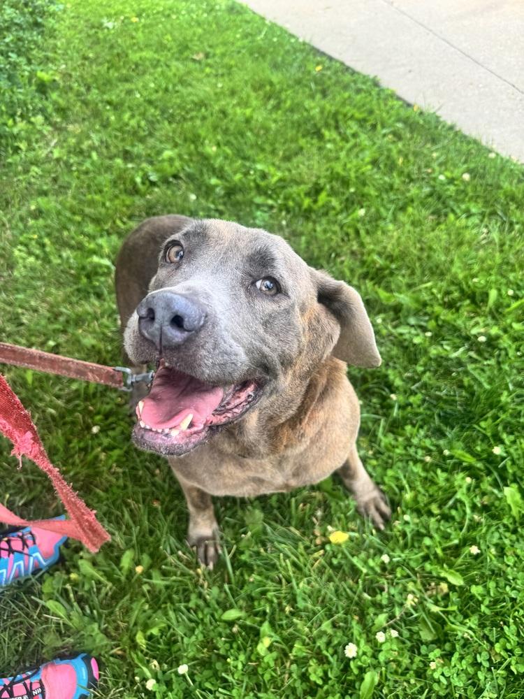 Jean, a ADOPTABLE mixed breed in Mansfield, OH image 3/3