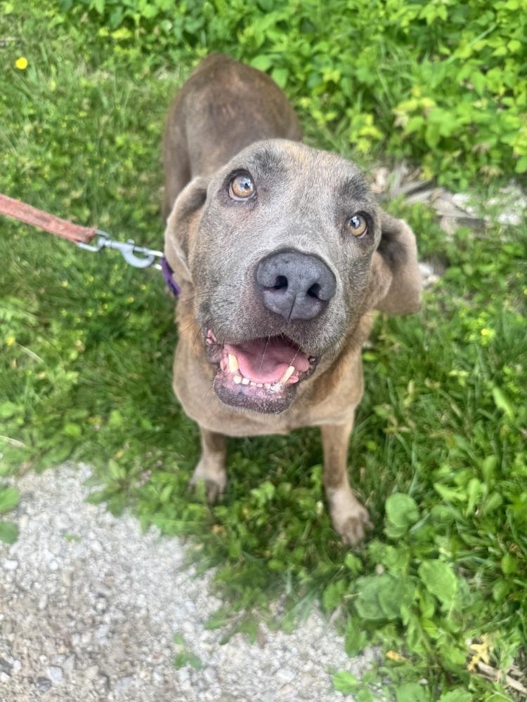 Jean, a ADOPTABLE mixed breed in Mansfield, OH image 2/3