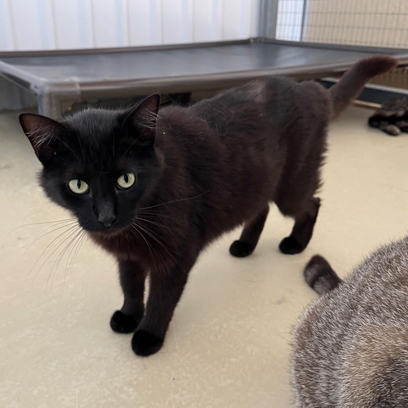 Shanti, Young Female Bombay