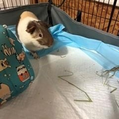 zzCOURTESY LISTING for David and Cookie, a ADOPTABLE Guinea Pig in New Rochelle, NY image 3/5