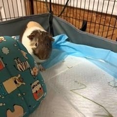 zzCOURTESY LISTING for David and Cookie, a ADOPTABLE Guinea Pig in New Rochelle, NY image 2/5
