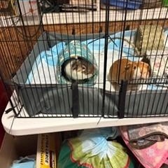 zzCOURTESY LISTING for David and Cookie, a ADOPTABLE Guinea Pig in New Rochelle, NY image 4/5