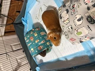 zzCOURTESY LISTING for David and Cookie, a ADOPTABLE Guinea Pig in New Rochelle, NY image 5/5