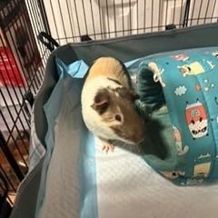 zzCOURTESY LISTING for David and Cookie, ADOPTABLE, Young Male Guinea Pig.