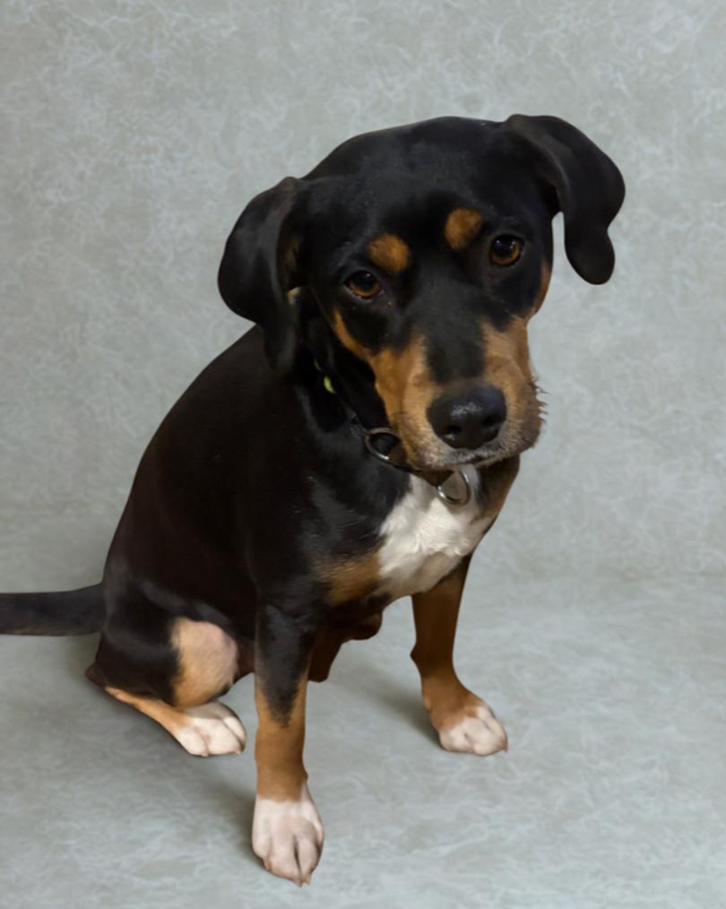 Enlarge Coco , a ADOPTABLE Mixed Breed in Warrenton, VA image 3/3