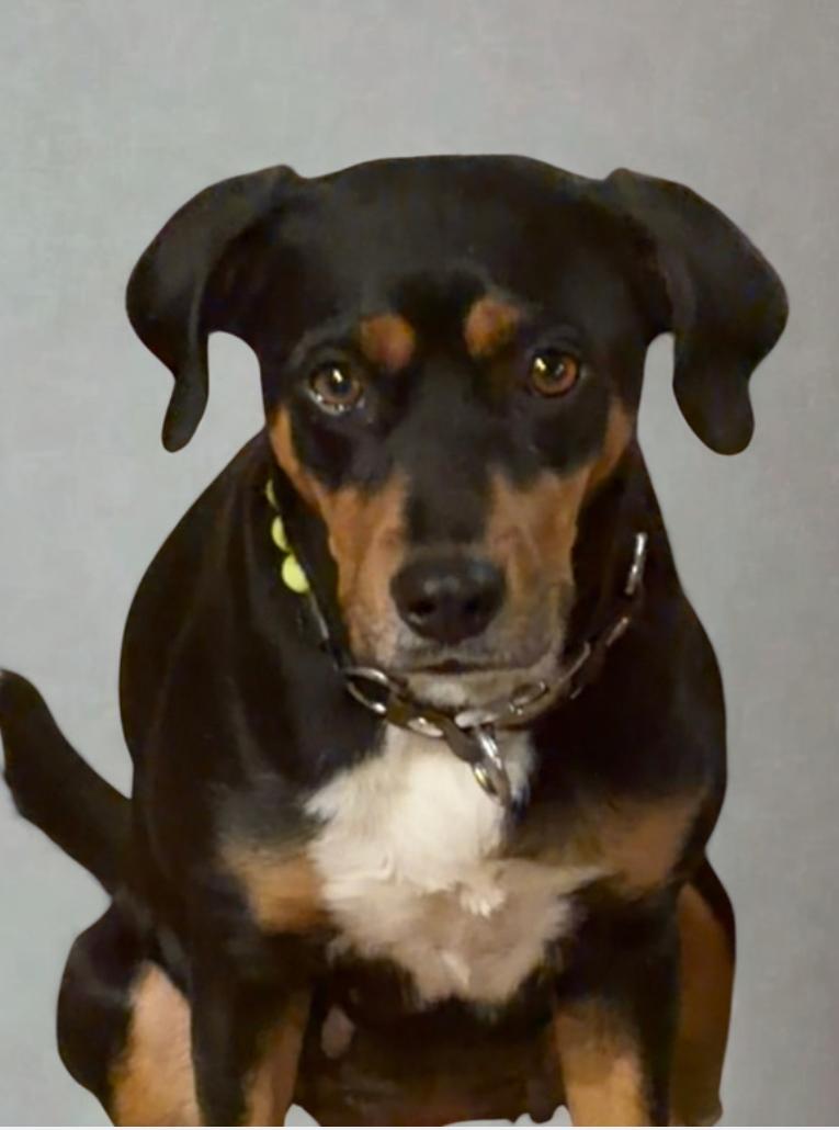 Enlarge Coco , a ADOPTABLE Mixed Breed in Warrenton, VA image 1/3