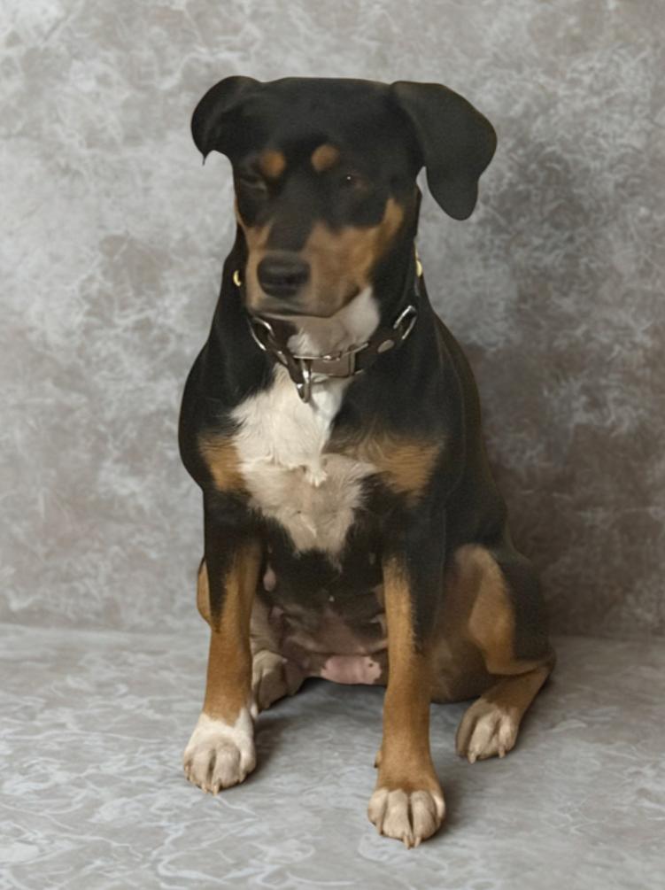 Enlarge Coco , a ADOPTABLE Mixed Breed in Warrenton, VA image 2/3