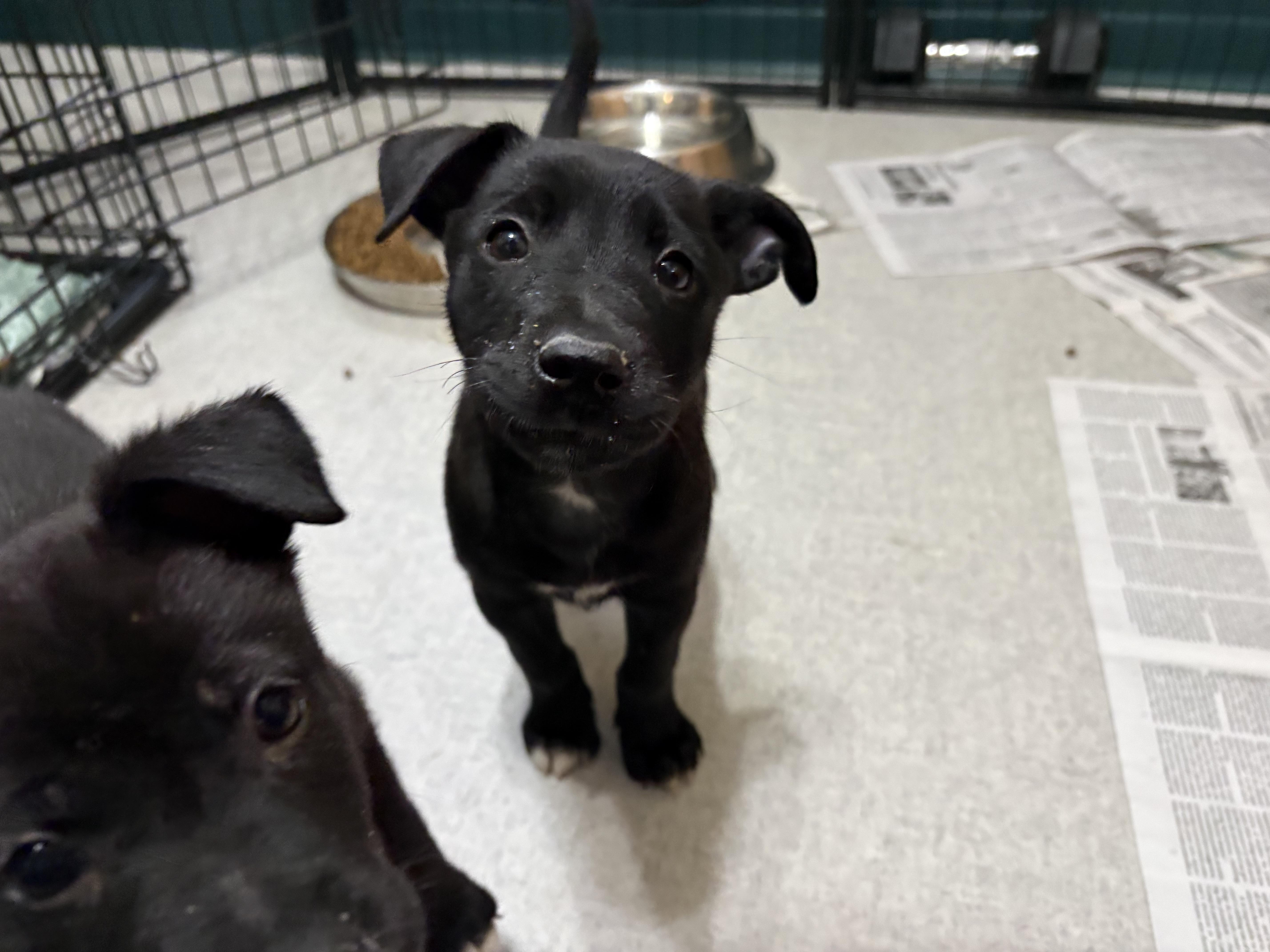 Enlarge Jude, a Adoptable mixed breed in Minneapolis, MN image 3/6