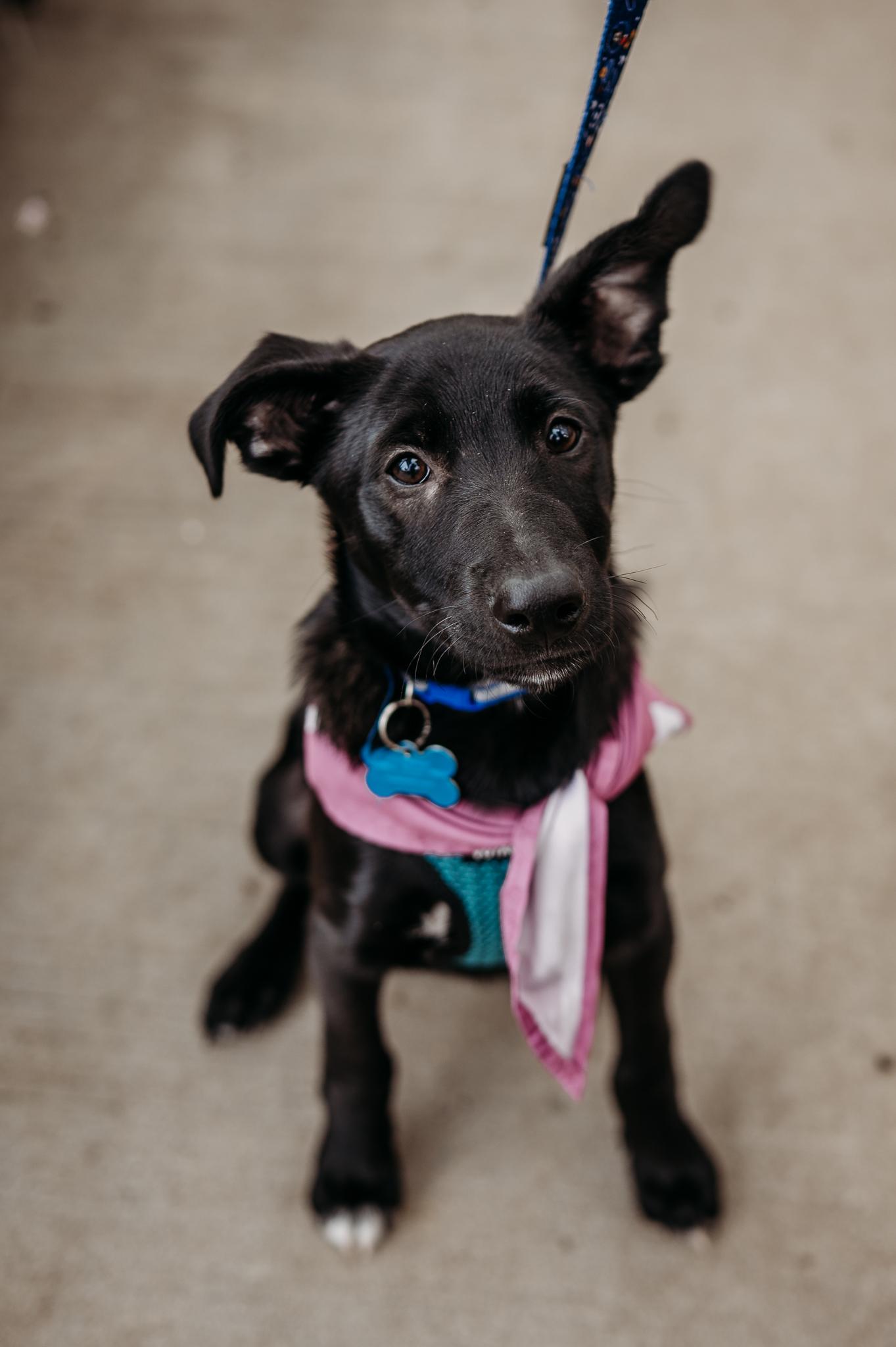 Enlarge Jude, a Adoptable mixed breed in Minneapolis, MN image 3/6