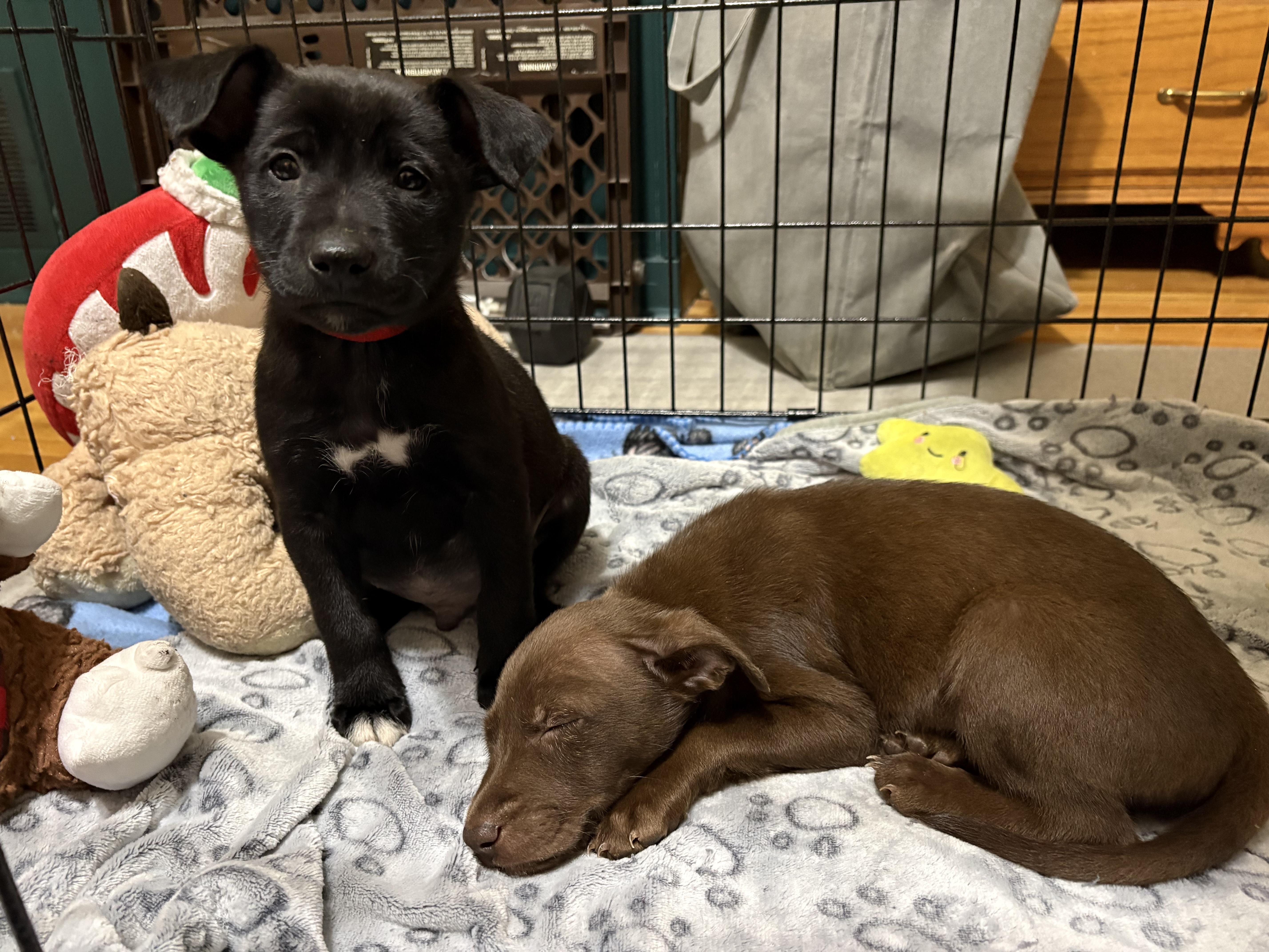 Enlarge Jude, a Adoptable mixed breed in Minneapolis, MN image 5/6