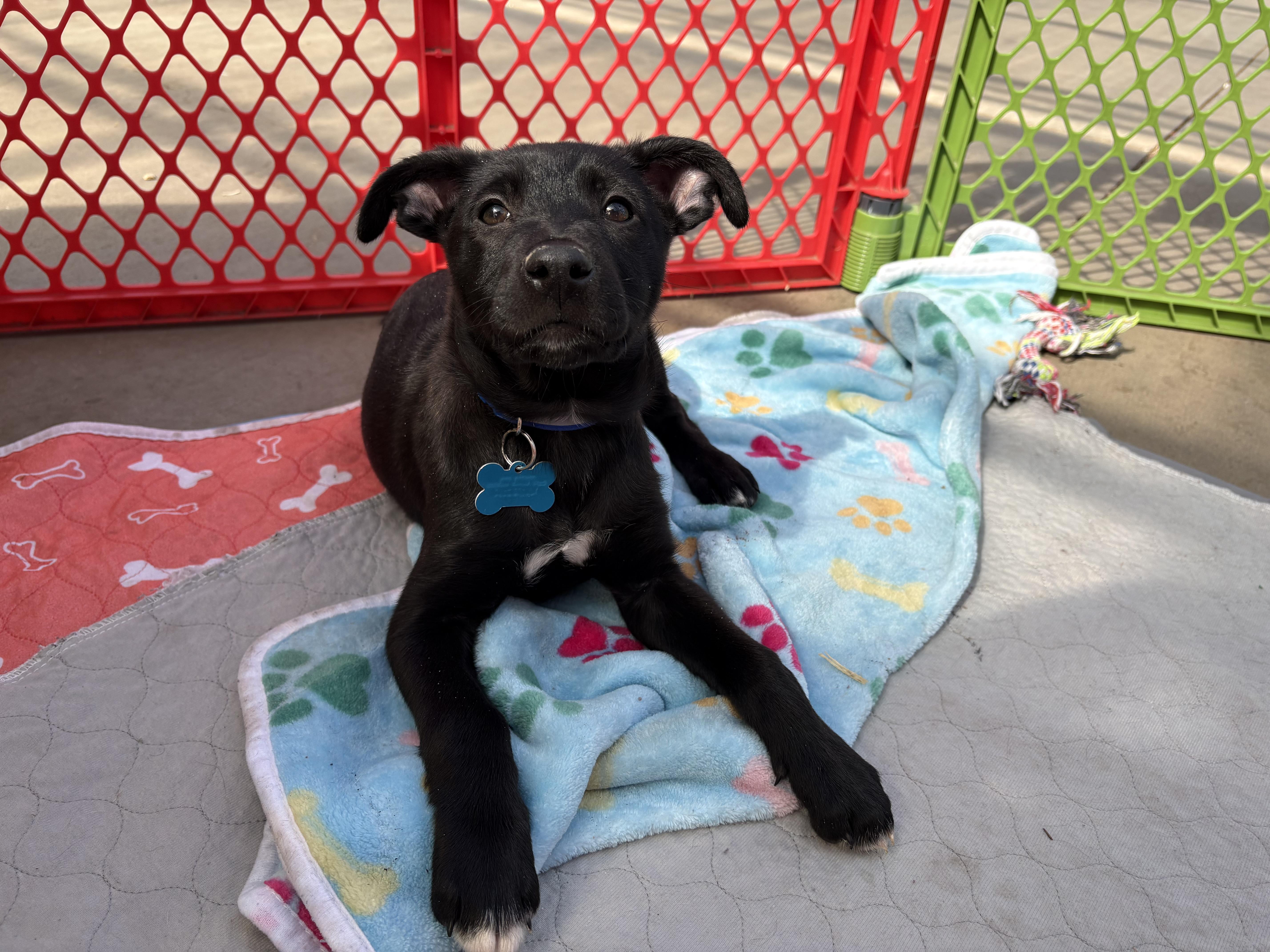 Jude, Adoptable, Puppy Male Retriever & Shepherd.