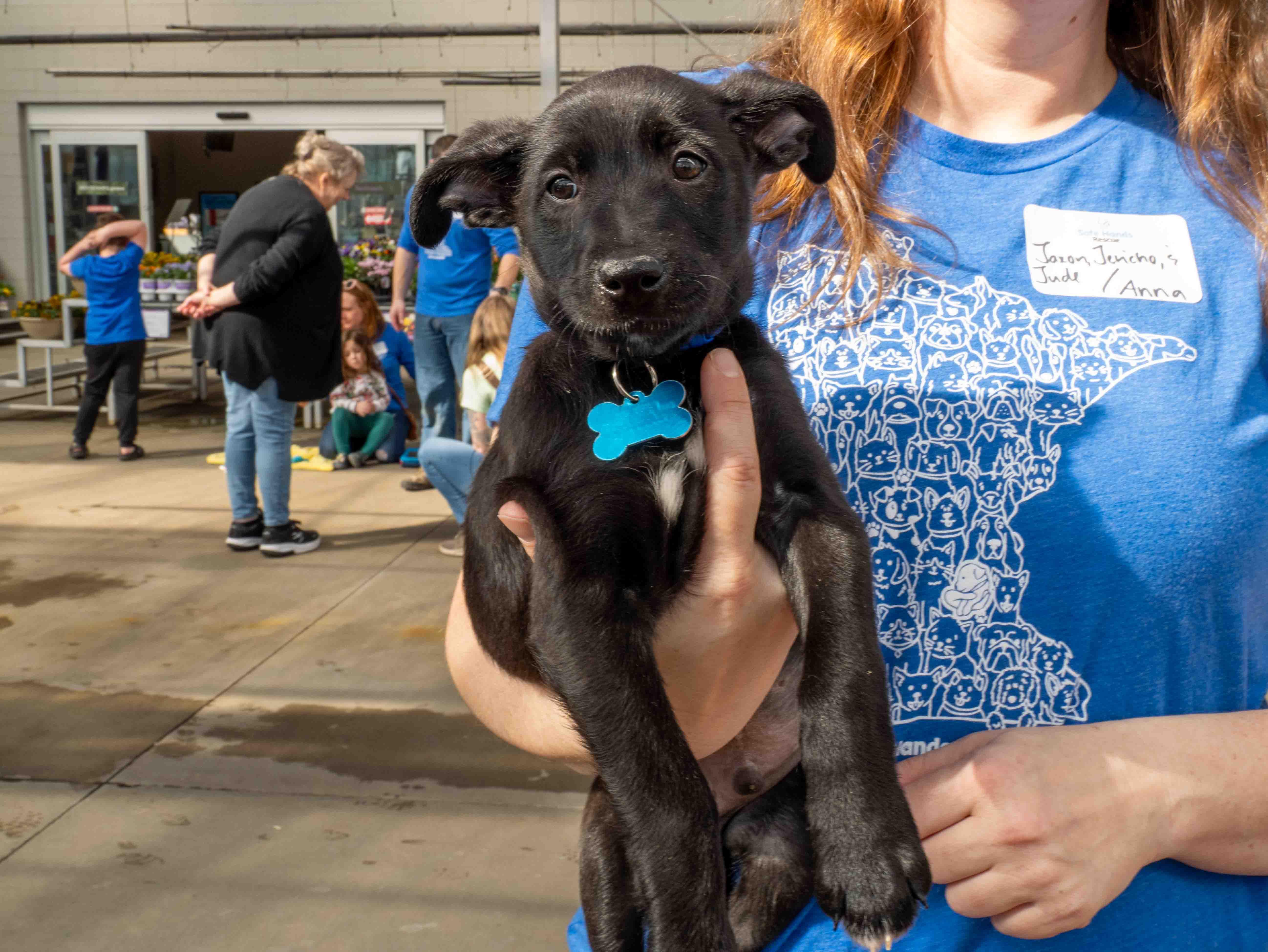 Enlarge Jude, a Adoptable mixed breed in Minneapolis, MN image 2/6