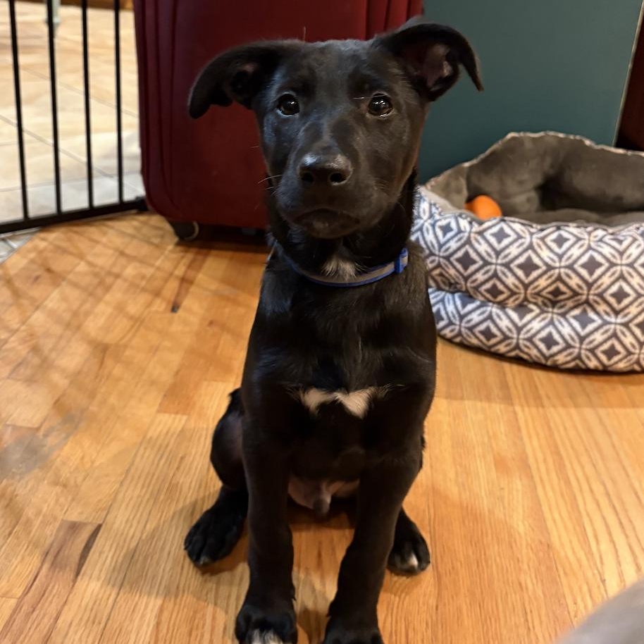 Enlarge Jude, a Adoptable mixed breed in Minneapolis, MN image 6/6