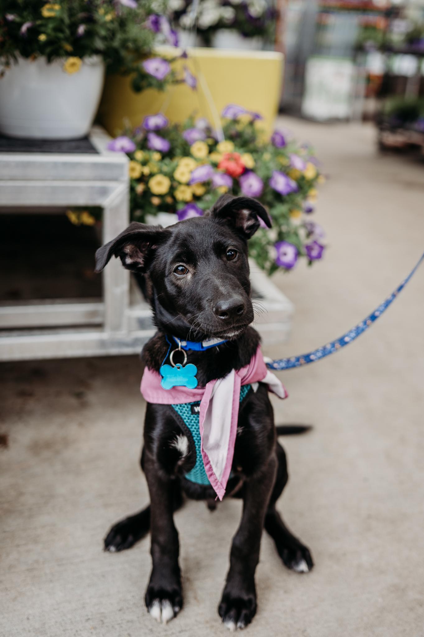 Enlarge Jude, a Adoptable mixed breed in Minneapolis, MN image 2/6