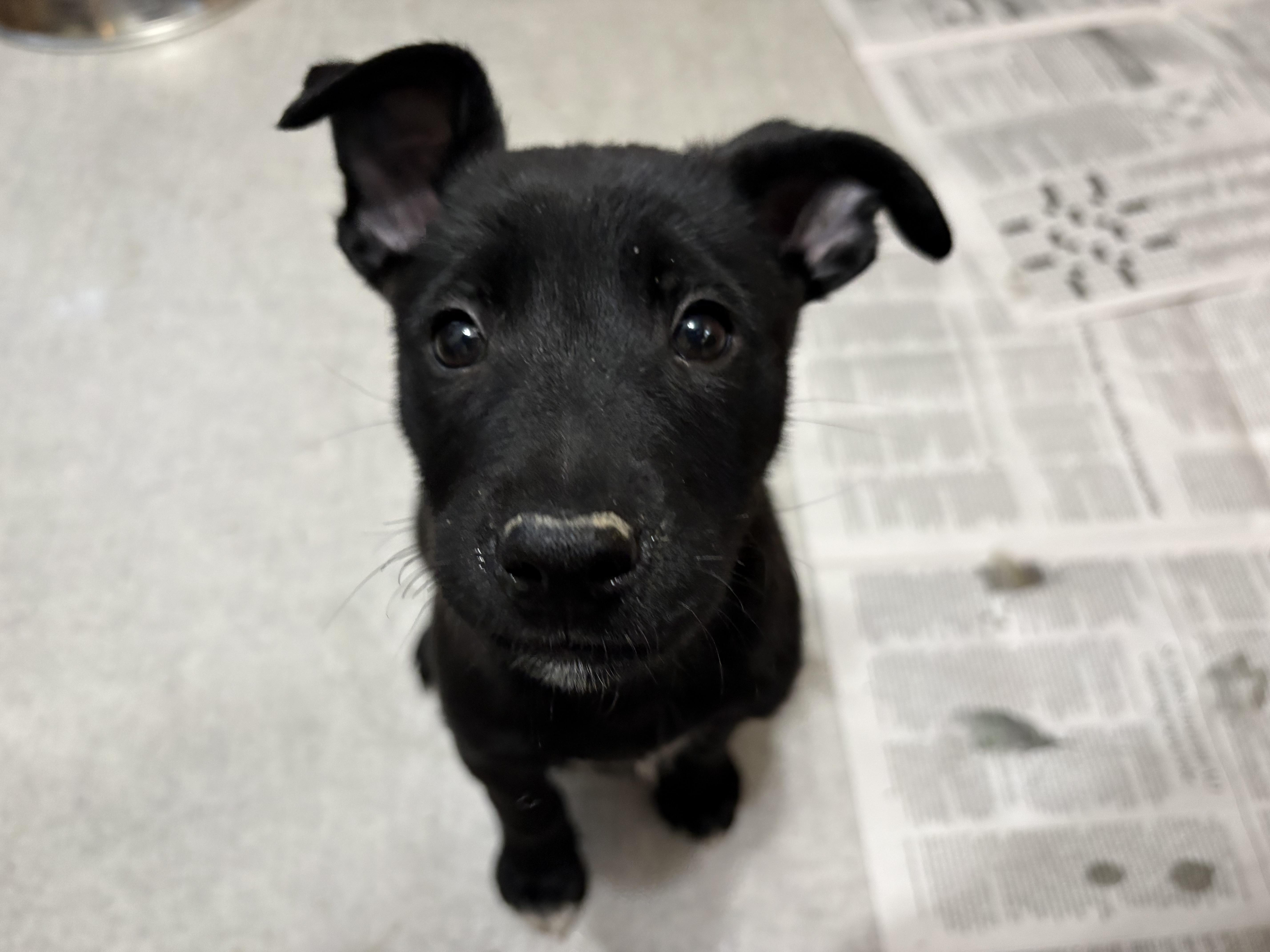 Enlarge Jude, a Adoptable mixed breed in Minneapolis, MN image 4/6