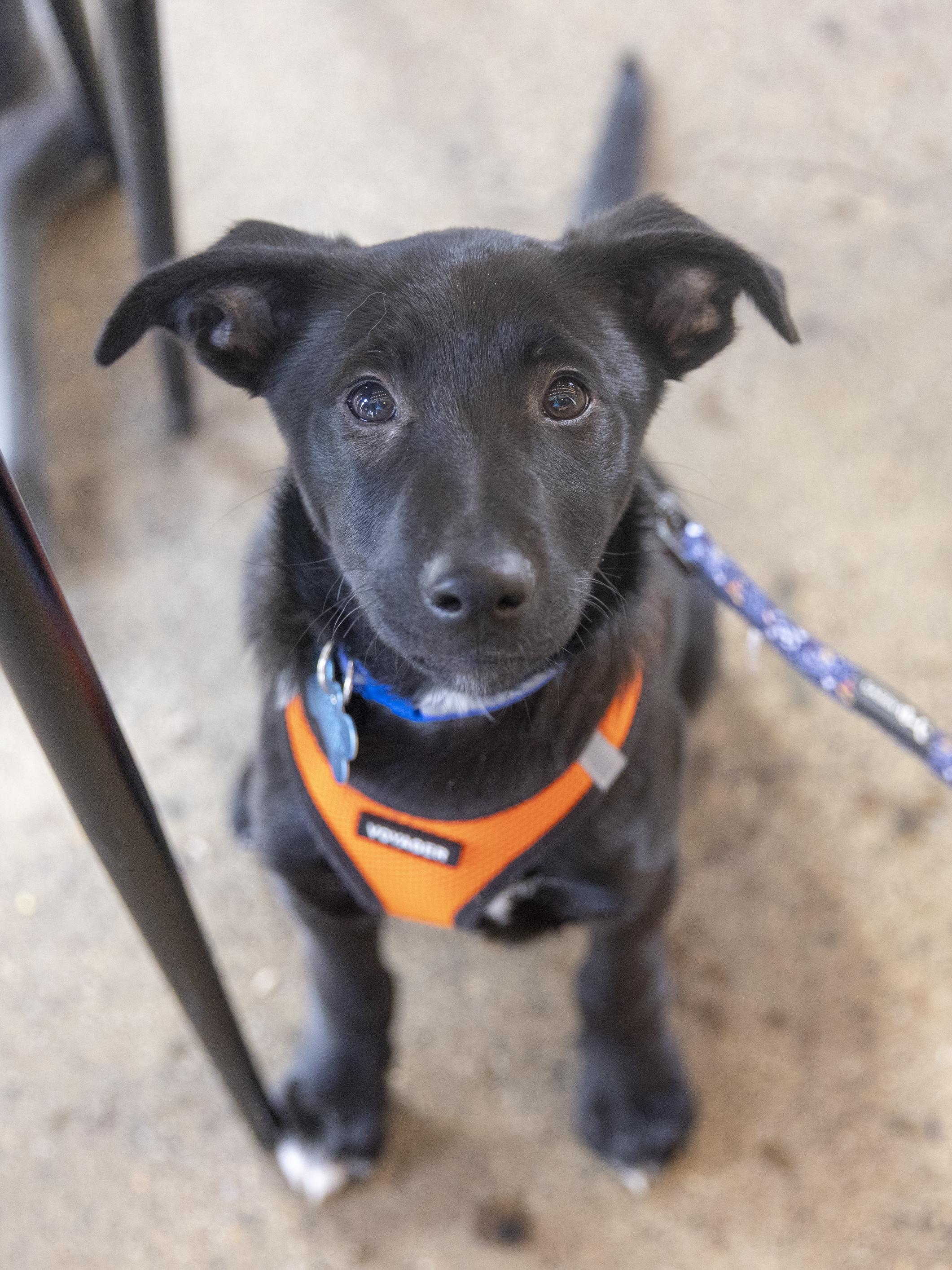 Jude, Adoptable, Puppy Male Retriever & Shepherd.