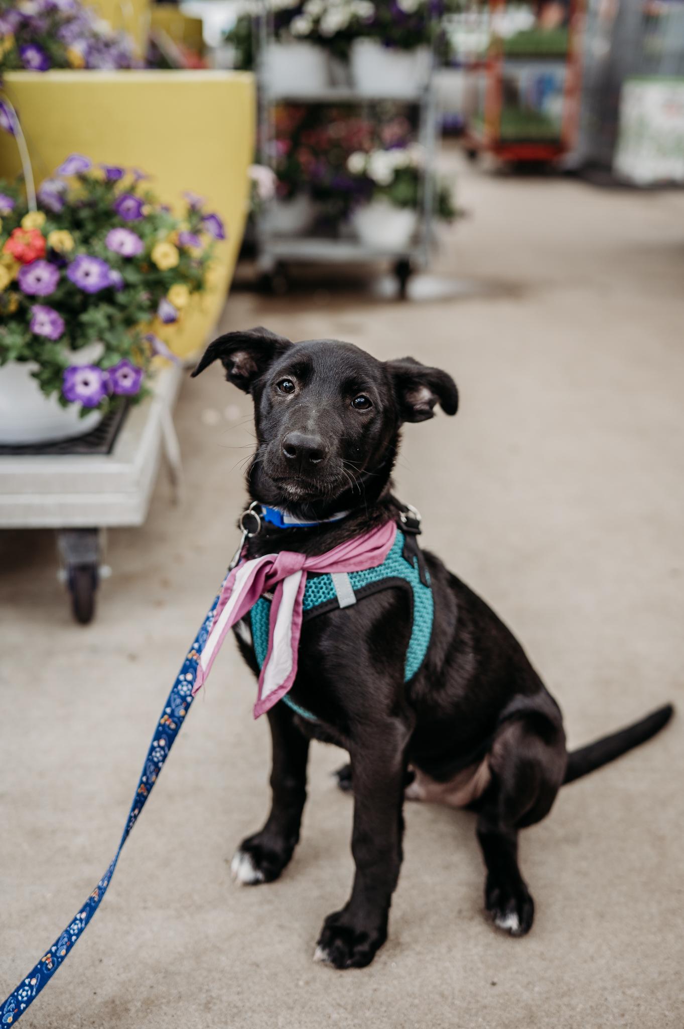 Jude, Adoptable, Puppy Male Retriever & Shepherd.