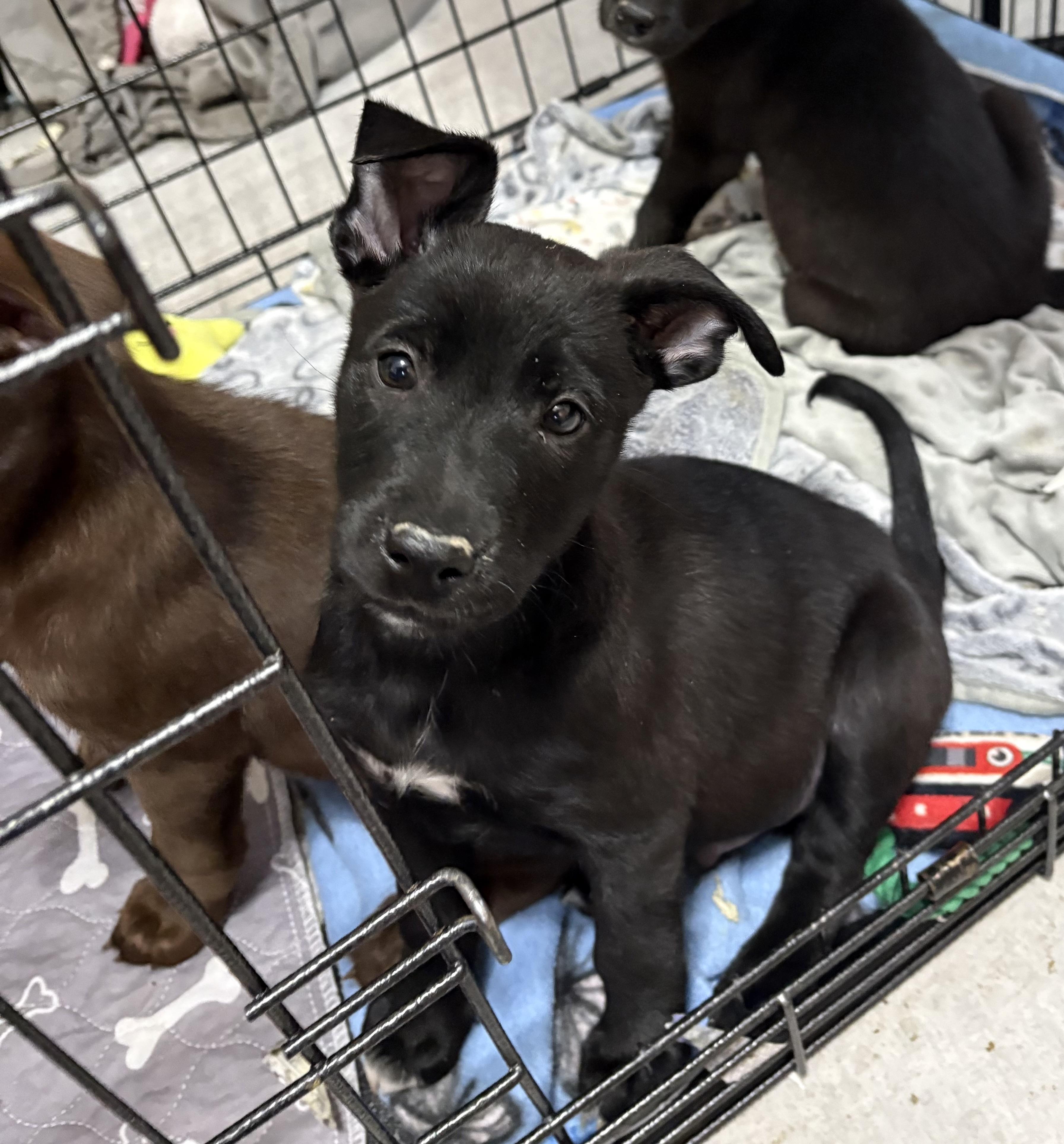 Enlarge Jude, a Adoptable mixed breed in Minneapolis, MN image 6/6