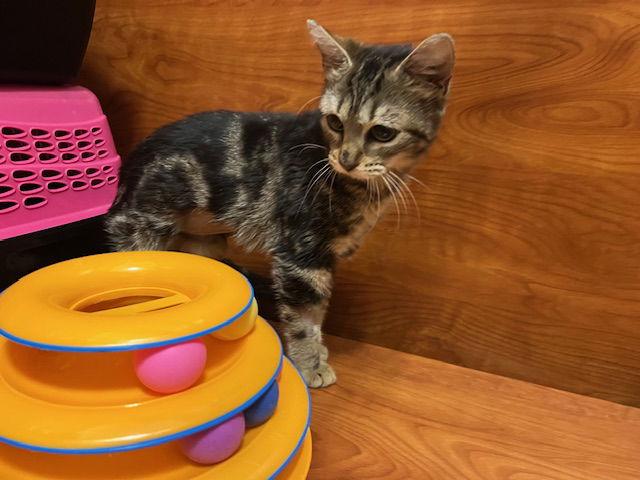 Enlarge Ursula, a Adoptable Domestic Short Hair in Rowlett, TX image 1/3