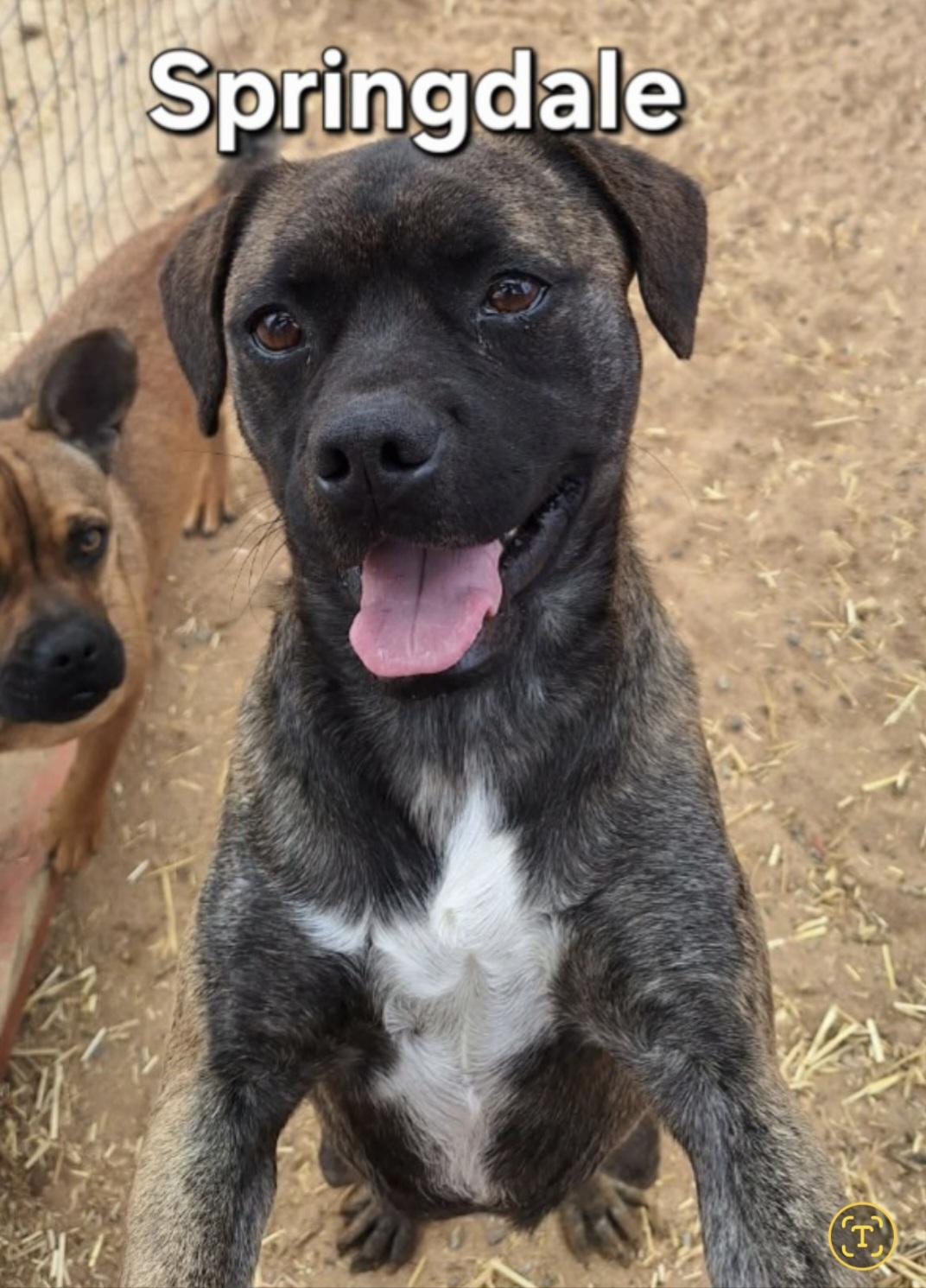 Enlarge Springdale , a ADOPTABLE mixed breed in Yucca Valley, CA image 1/1