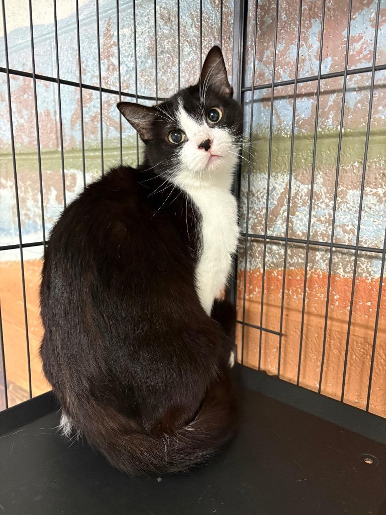 Enlarge Francheskuh, a Adoptable mixed breed in Ada, OK image 1/4