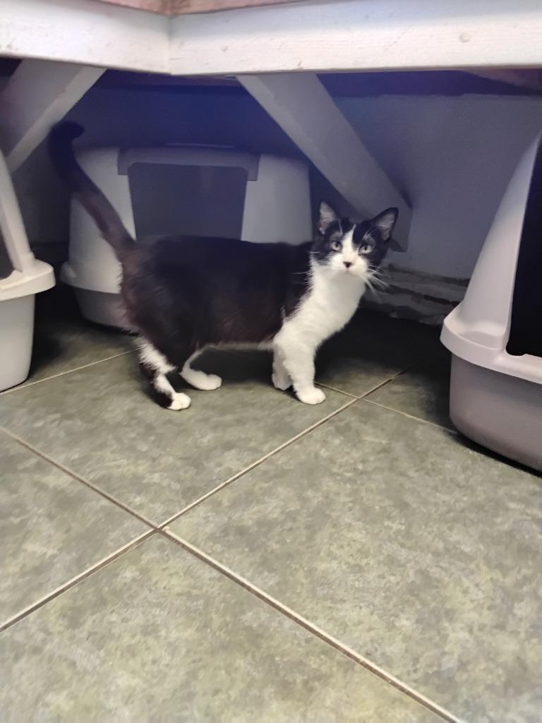 Enlarge Francheskuh, a Adoptable mixed breed in Ada, OK image 2/4