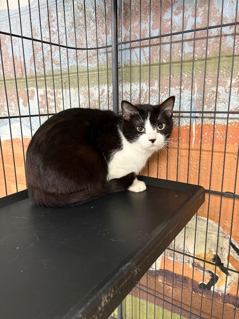Enlarge Francheskuh, a Adoptable mixed breed in Ada, OK image 3/4