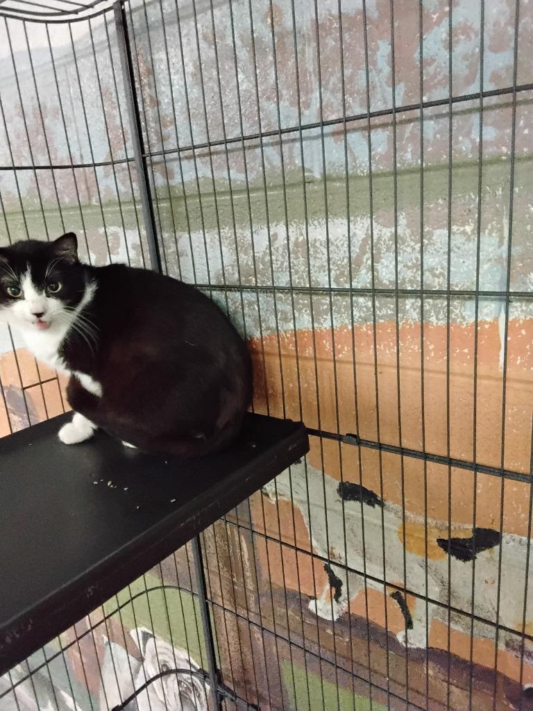 Enlarge Francheskuh, a Adoptable mixed breed in Ada, OK image 4/4
