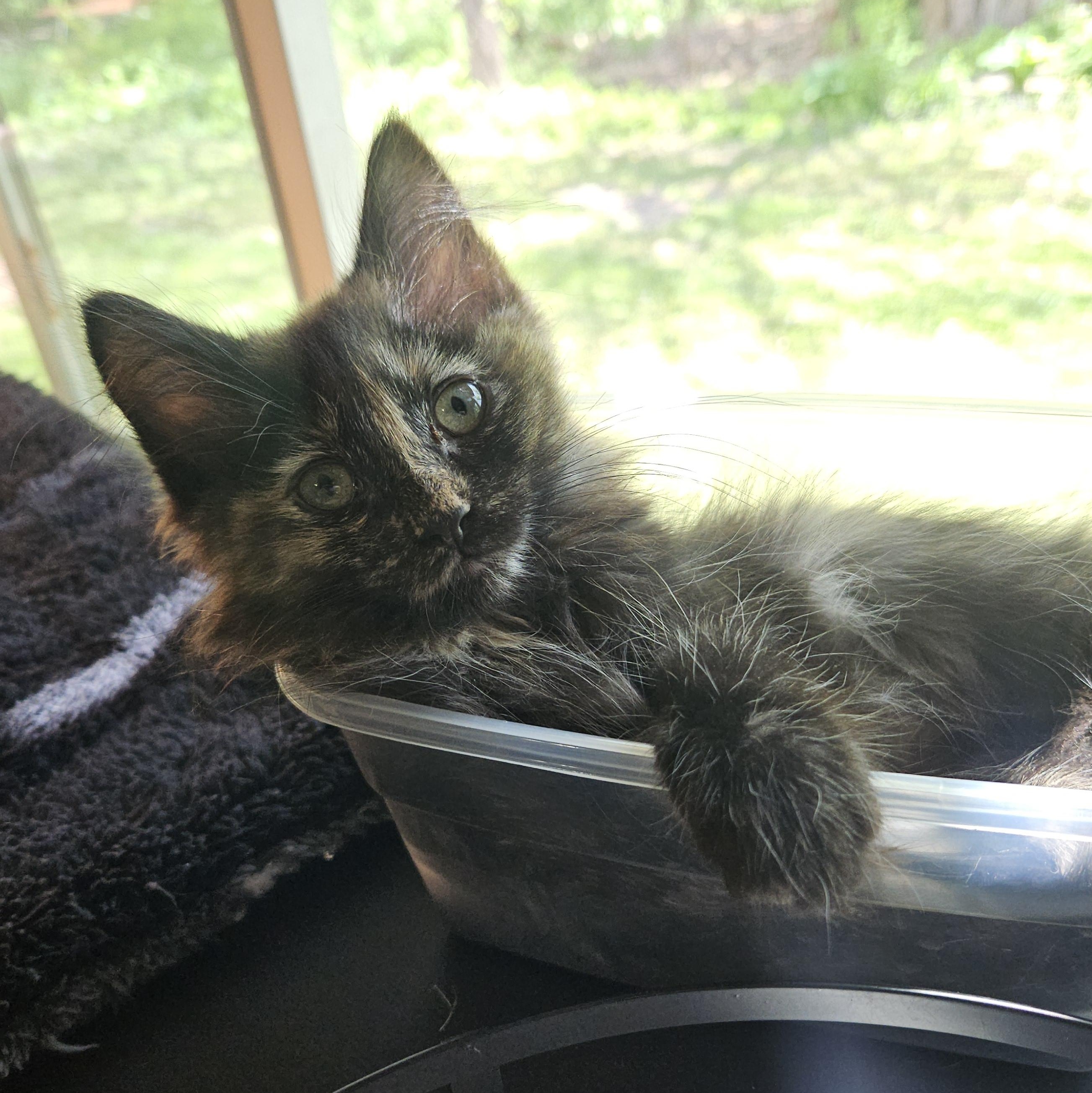 Brownie, an adopted Domestic Medium Hair in Watertown, WI image 1/3