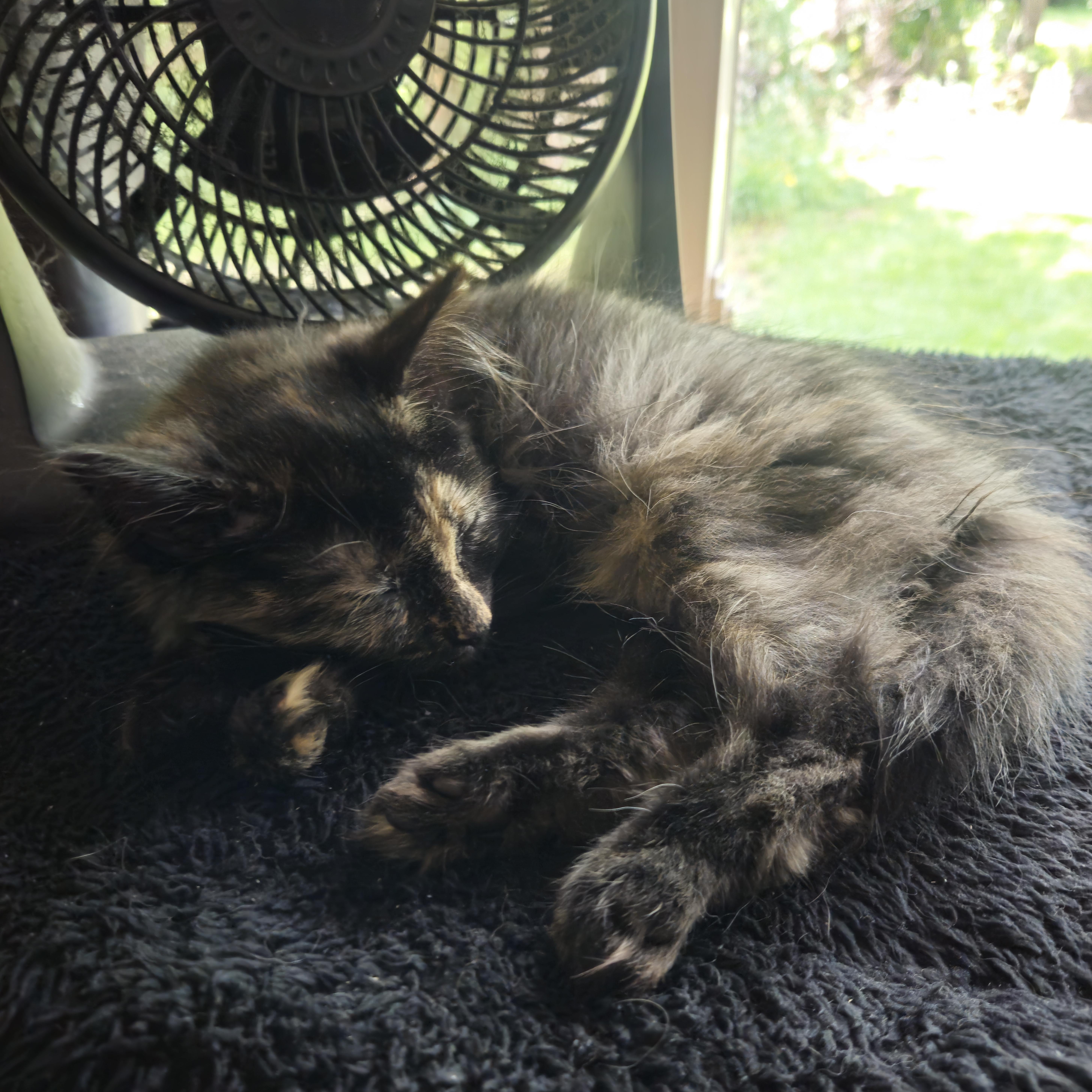 Brownie, an adopted Domestic Medium Hair in Watertown, WI image 2/3