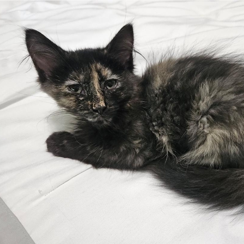 Brownie, an adopted Domestic Medium Hair in Watertown, WI image 3/3