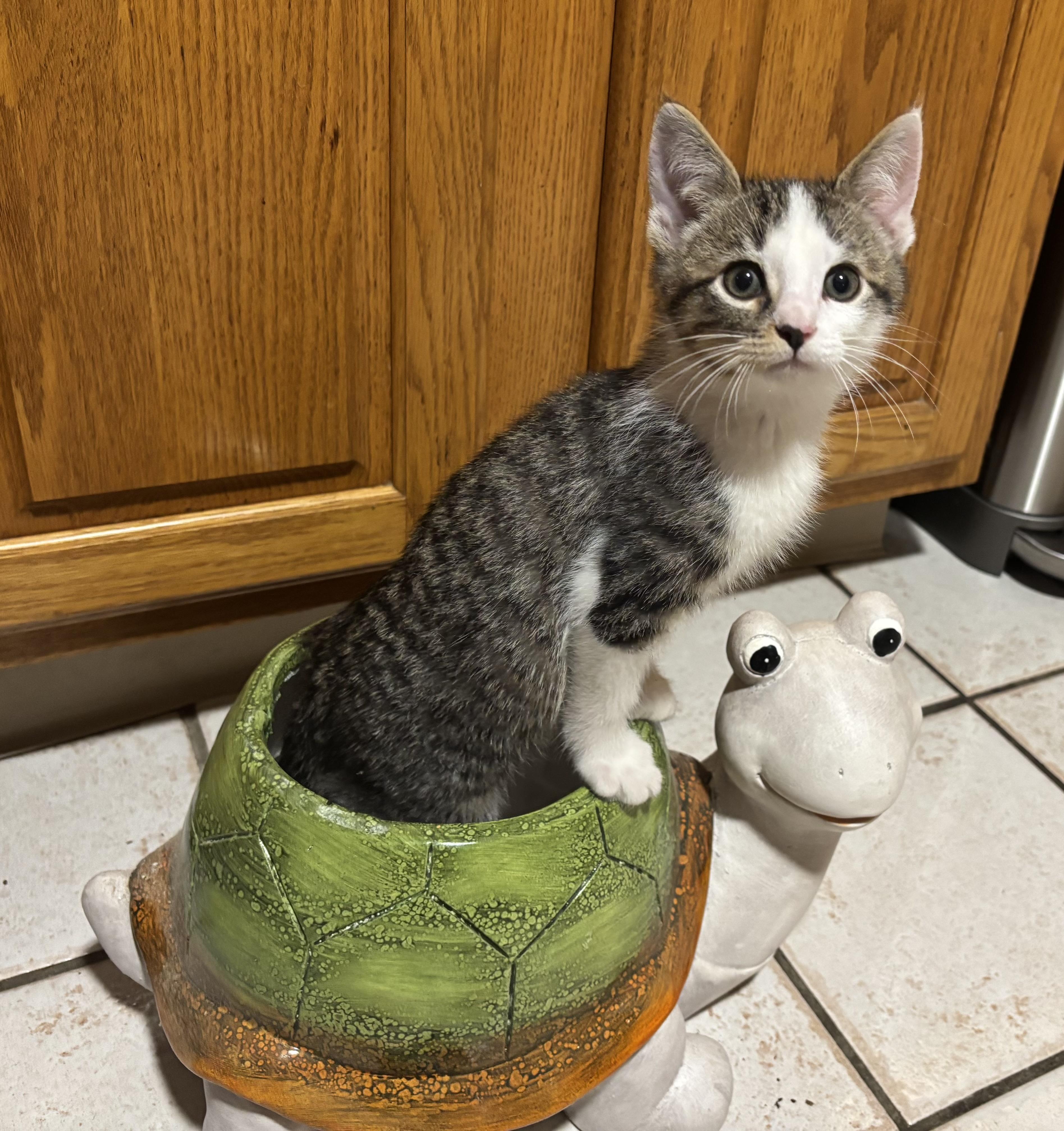 Enlarge Clay, an adopted Domestic Short Hair in Salem, OH image 1/1