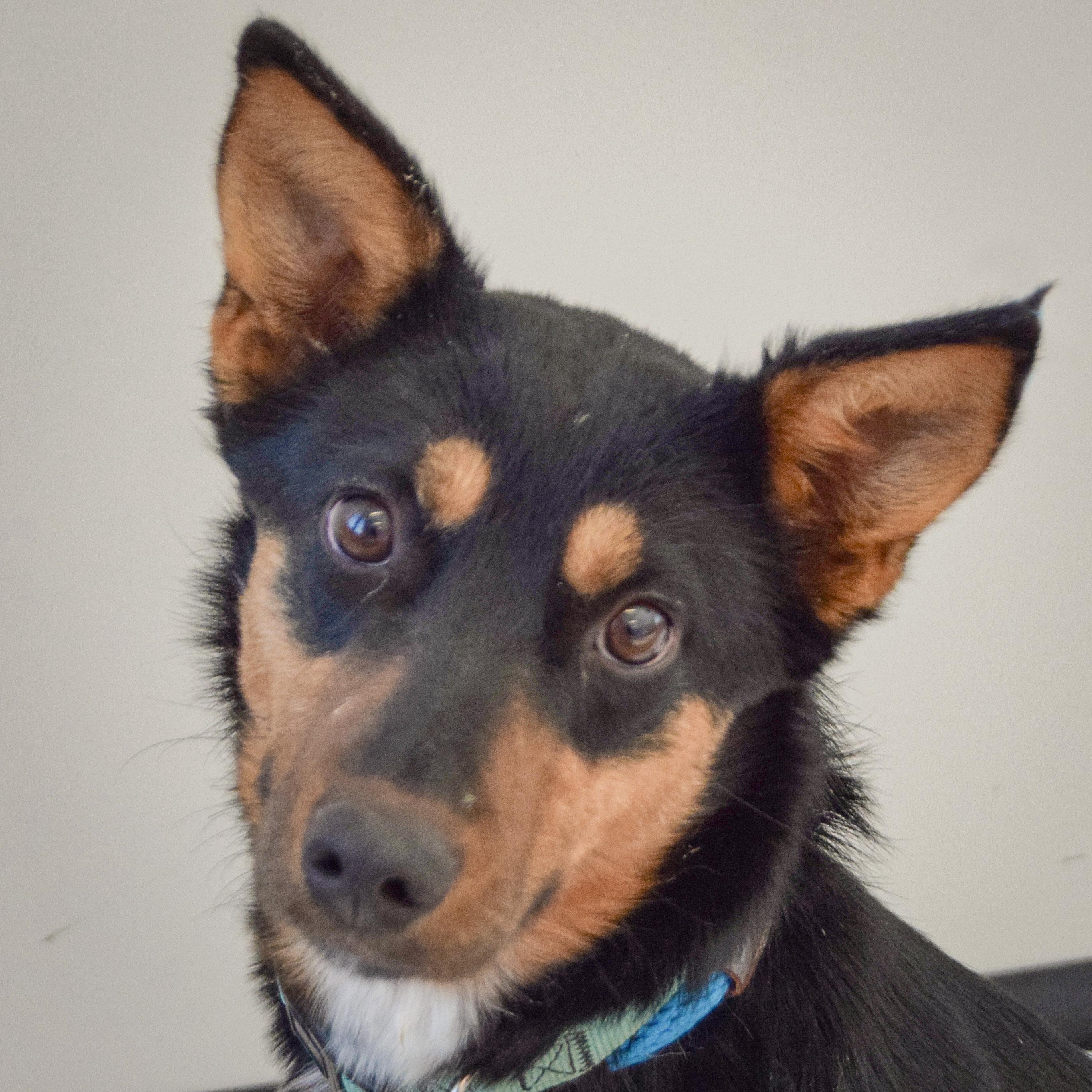 Foxy Lady thumbnail 2