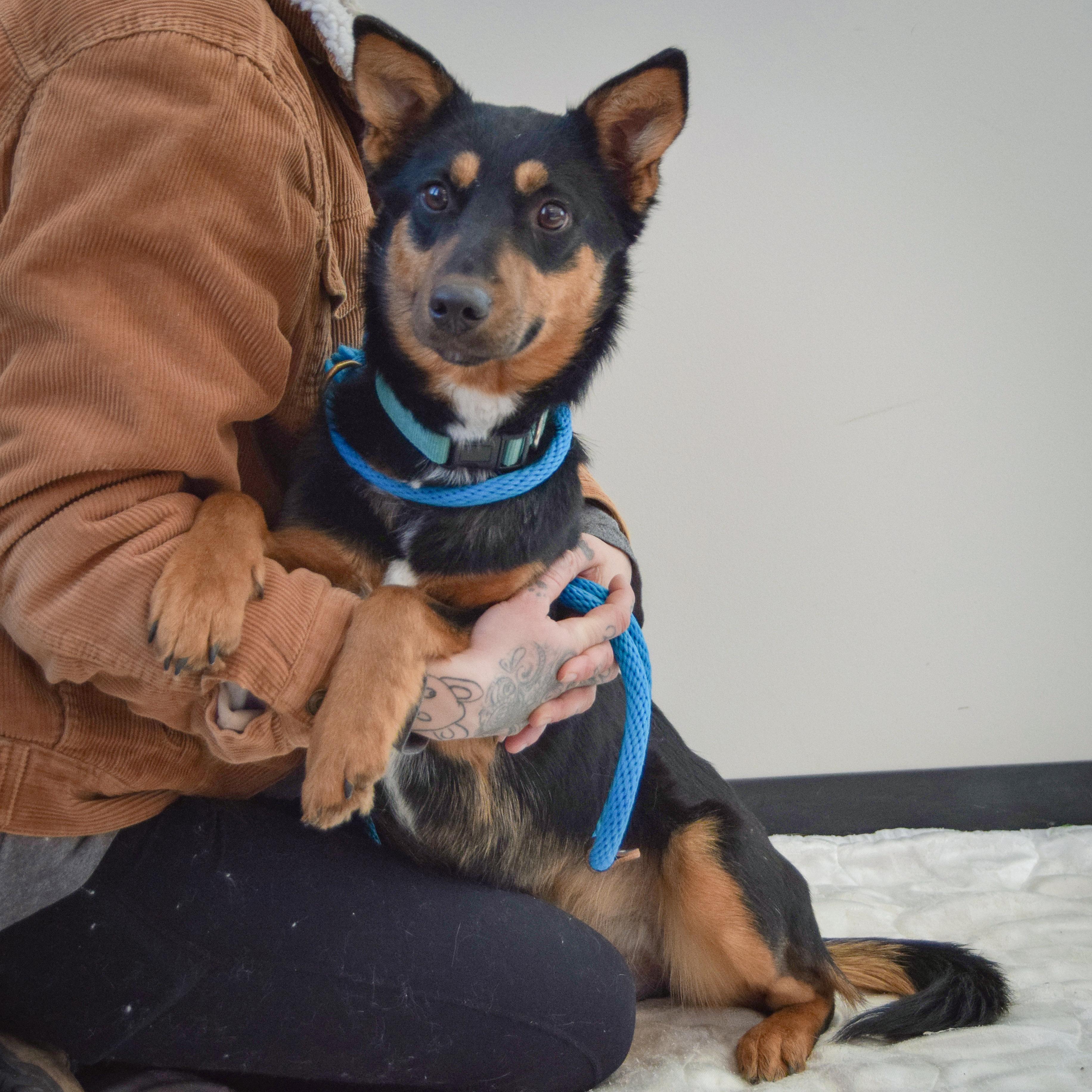 Foxy Lady thumbnail 3