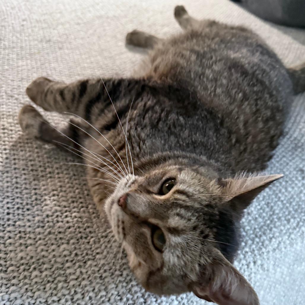 Lola, Adoptable, Adult Female Domestic Short Hair.