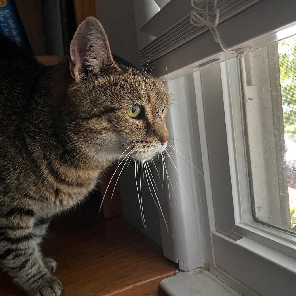 Enlarge Lola, a Adoptable Domestic Short Hair in Falls Church, VA image 3/6