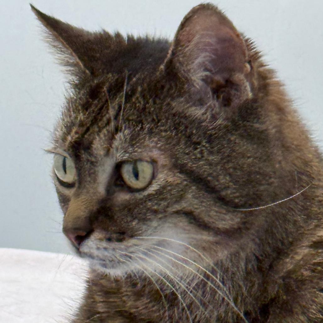 Lola, a Adoptable Domestic Short Hair in Falls Church, VA image 5/6