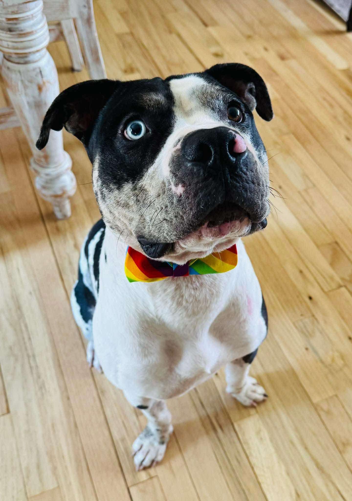 Boone, Young Male Pit Bull Terrier