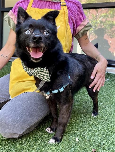 Enlarge UNO, a Adoptable mixed breed in San Francisco, CA image 1/1