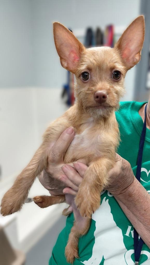 Millie-pending adoption-IN a foster home, Adoptable, Puppy Female Yorkshire Terrier & Chihuahua.