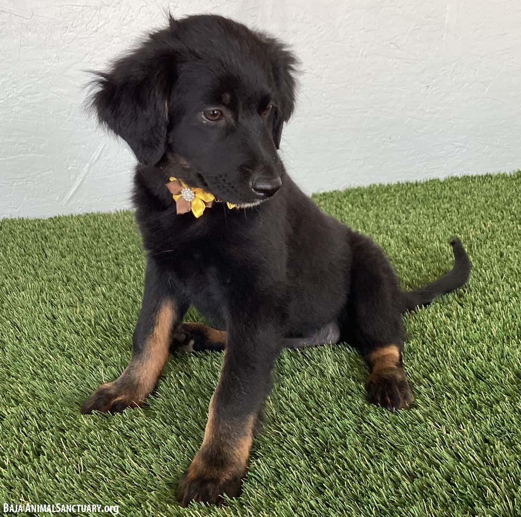 Teegan, an adopted mixed breed in San Diego, CA image 3/4