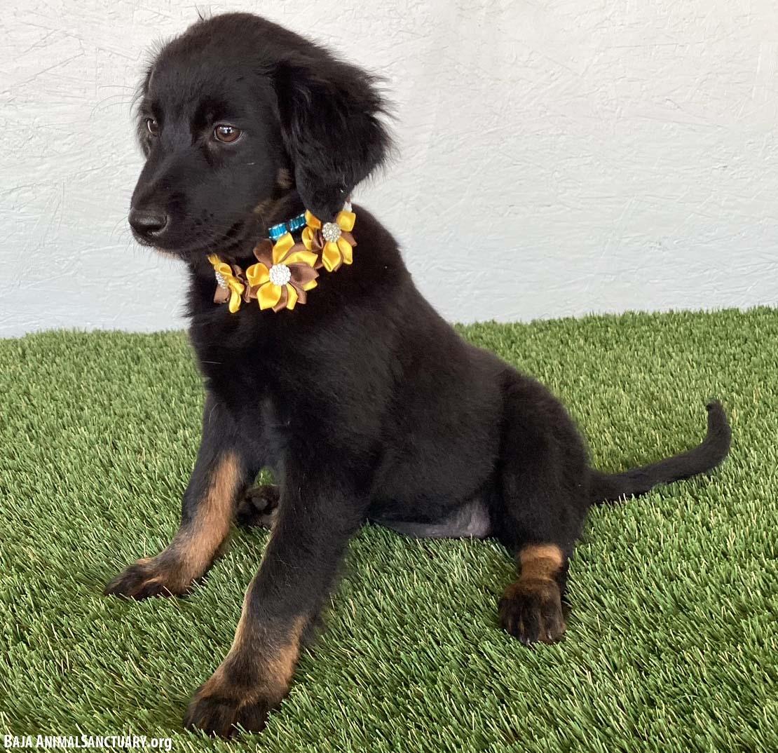 Teegan, an adopted mixed breed in San Diego, CA image 4/4