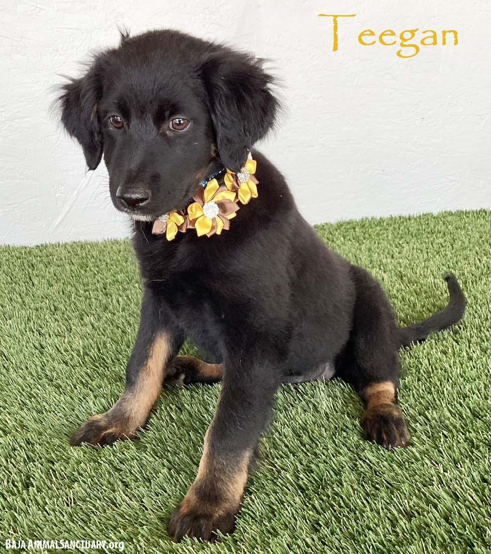 Teegan, adopted, Puppy Female Flat-Coated Retriever.