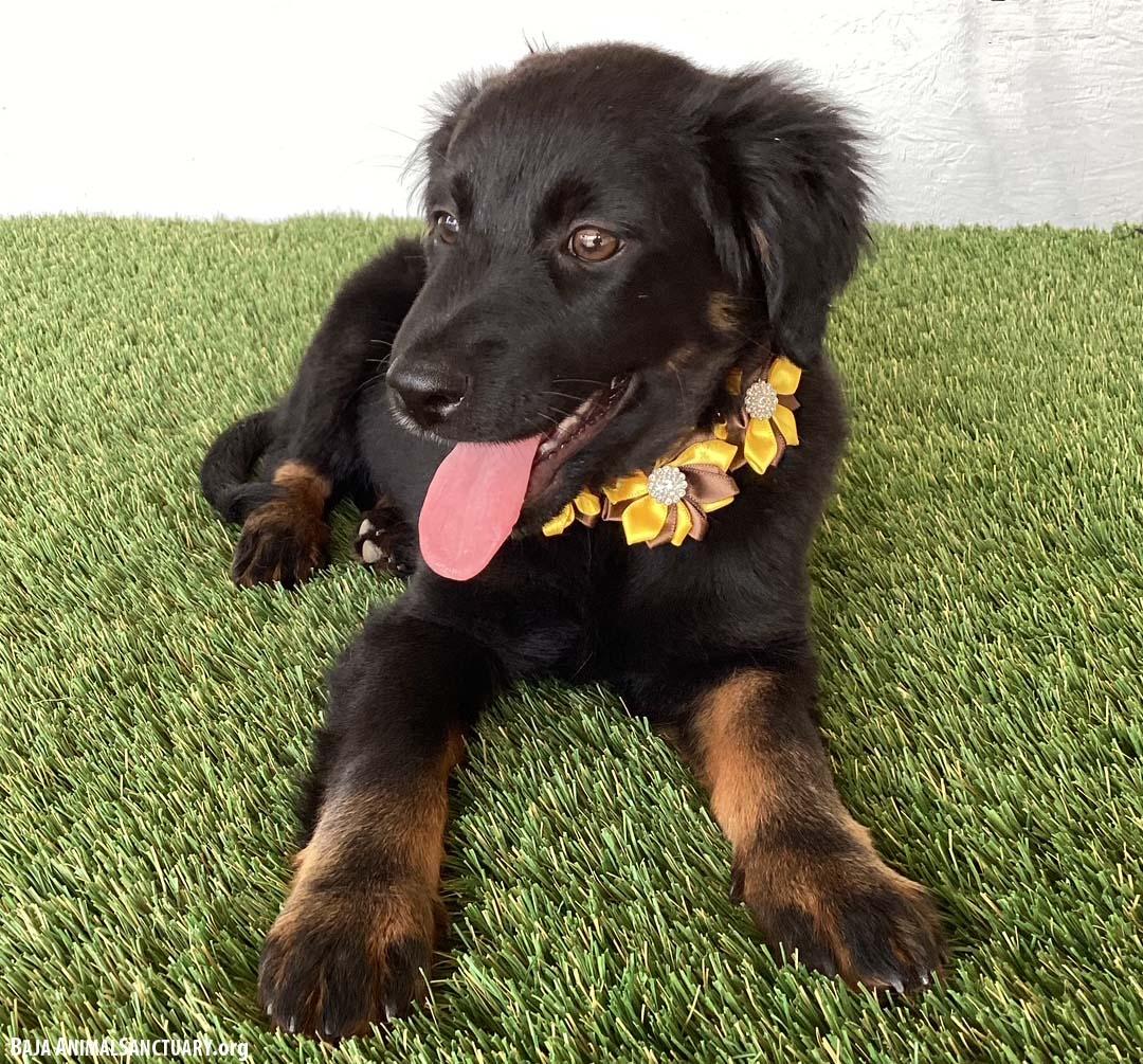 Teegan, an adopted mixed breed in San Diego, CA image 2/4