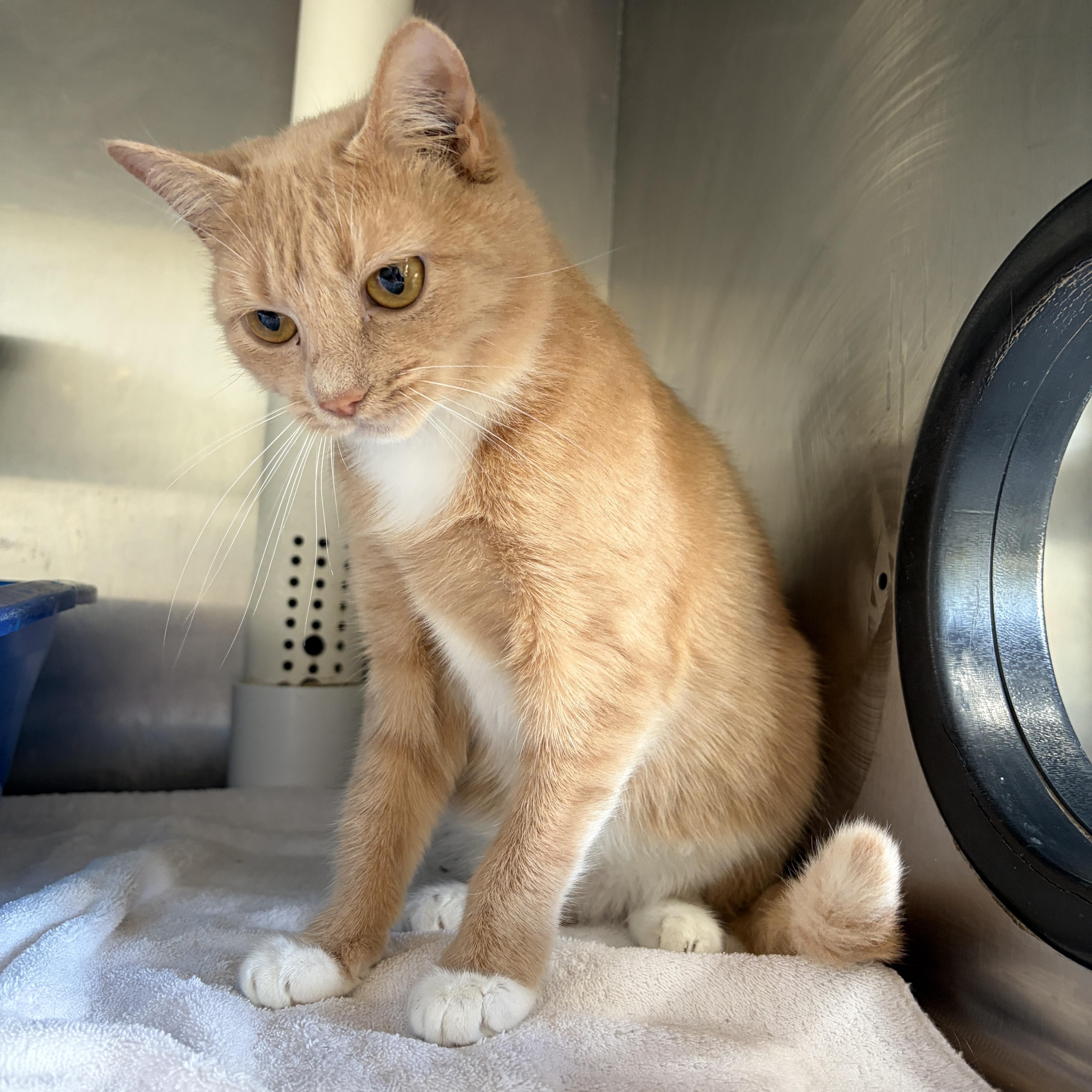 Enlarge Barn Cat - Butterscotch, an adoptable Domestic Short Hair in Winchester, VA image 2/3