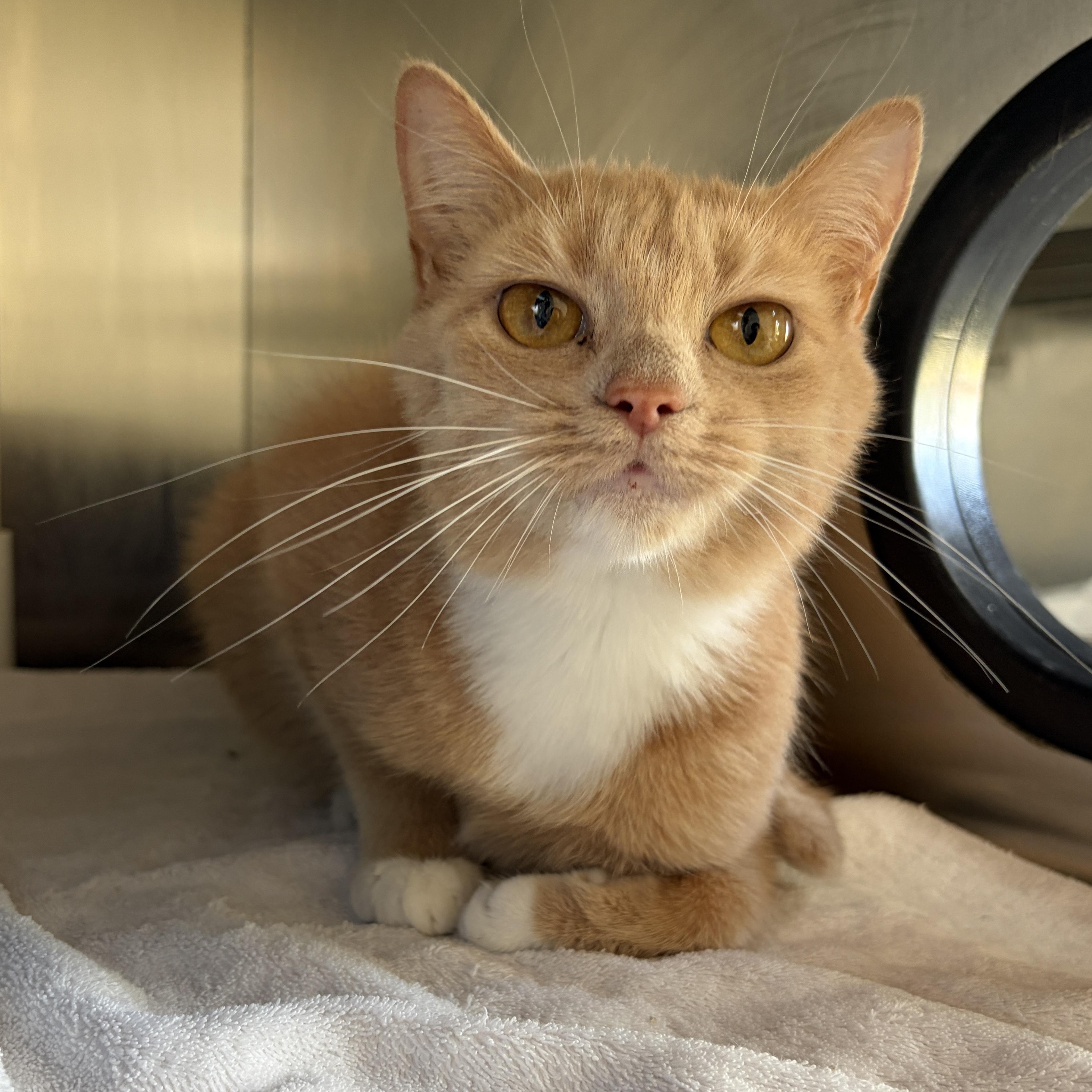 Barn Cat - Butterscotch, adoptable, Young Female Domestic Short Hair.
