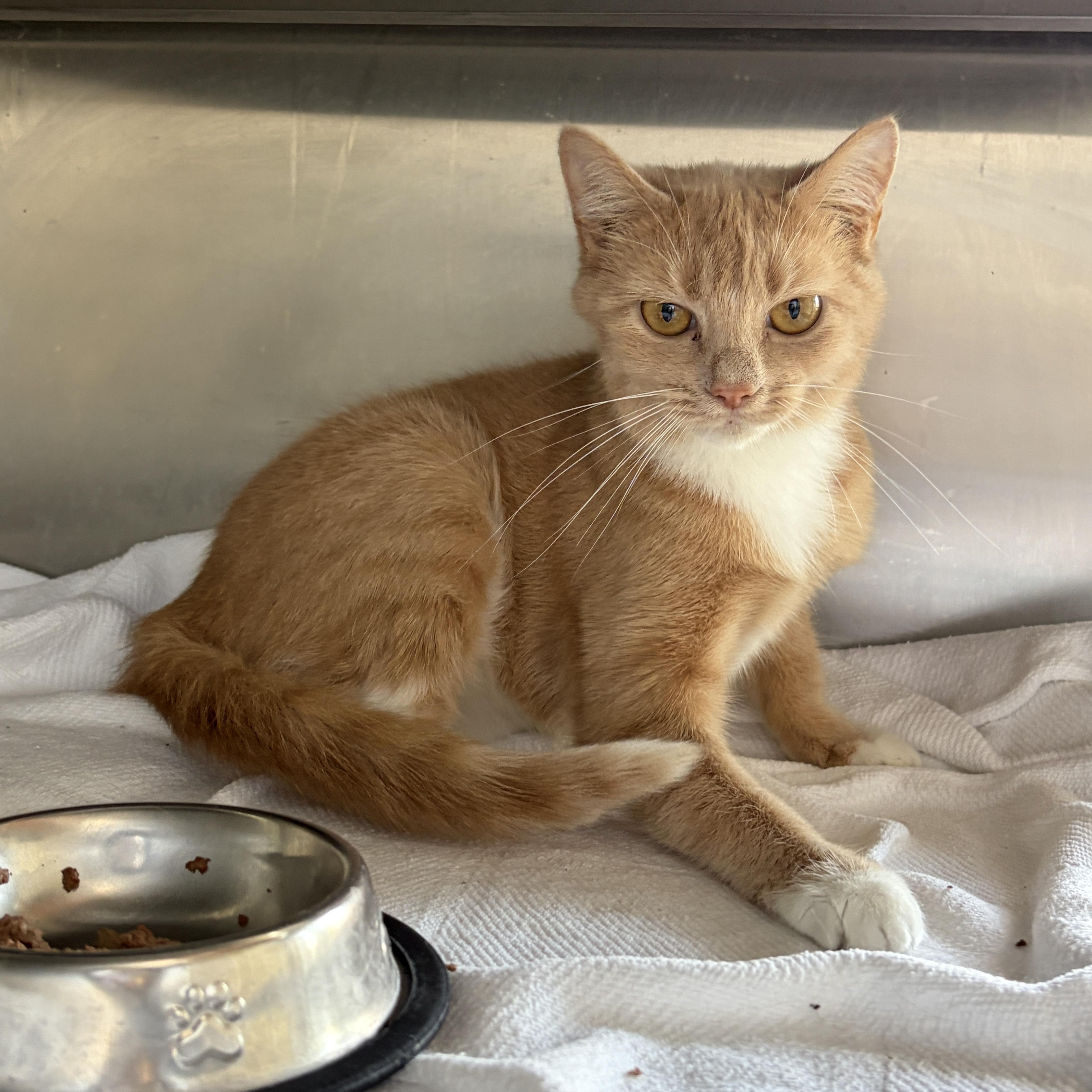 Enlarge Barn Cat - Butterscotch, an adoptable Domestic Short Hair in Winchester, VA image 3/3