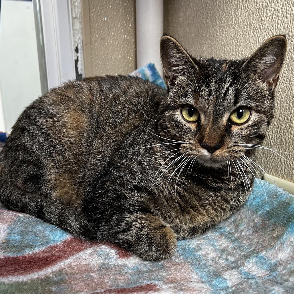 Bella, Adoptable, Young Female Domestic Short Hair.