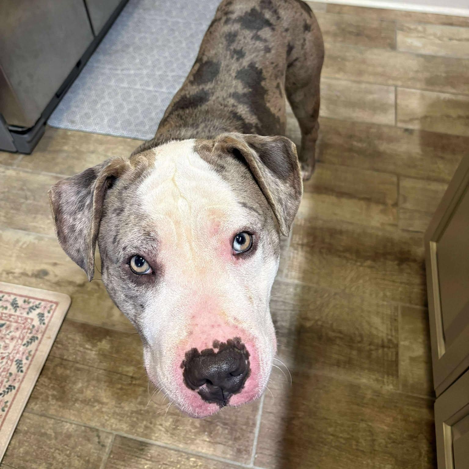 Phoenix "HERE IN NH", an adopted Mixed Breed in Northwood, NH image 1/3