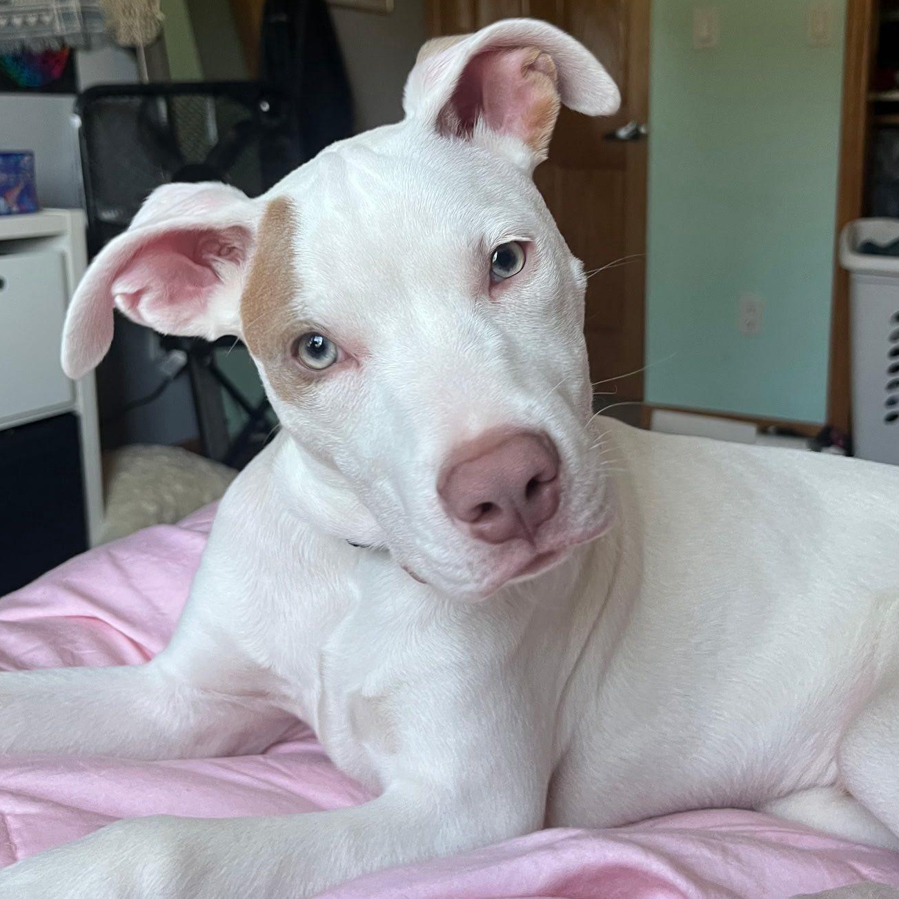 Sawyer, Adoptable, Young Male Boxer & American Staffordshire Terrier.